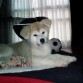 Ina 3 meses
